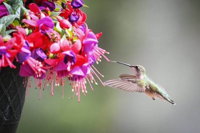 A ruby-throated hummingbird hovers in front of a hanging basket full of fuchsias.