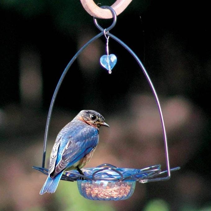 bluebird feeder