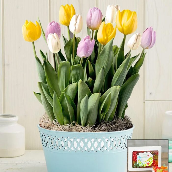 Sweet Spring Tulip Bulb Garden Ecomm Via 1800flowers Com