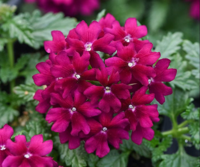 new garden plants, Verbena Beats Purple Bloom 23992 0001