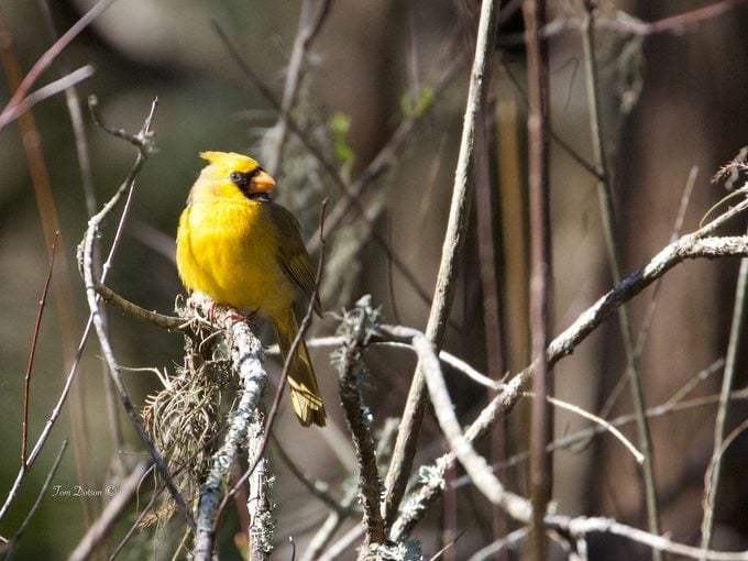 Yellow Cardinal 1