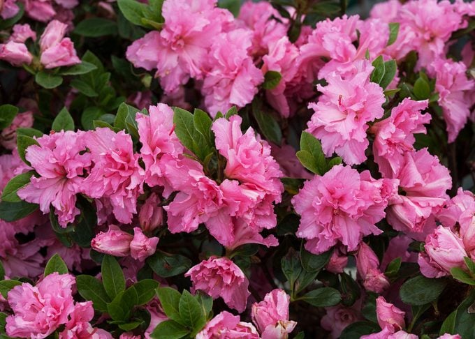 Bloom-A-Thon azalea features double pink flowers with frilly petals that decorate the entire shrub.