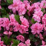 Rhododendron vs Azalea: How to Tell the Difference