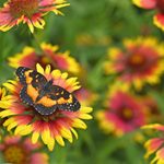 How to Attract Butterflies in 9 Easy Ways