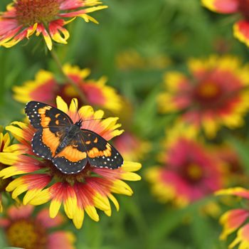A bordered patch butterfly sits on a bright red and yellow firewheel flower.