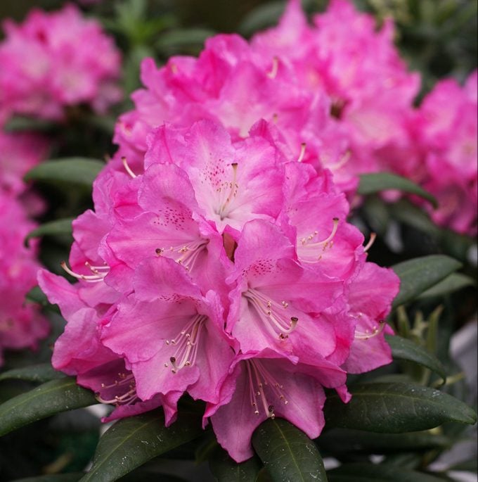 Dandy Man pink rhododendron blooms grow in clusters at the end of each plant.