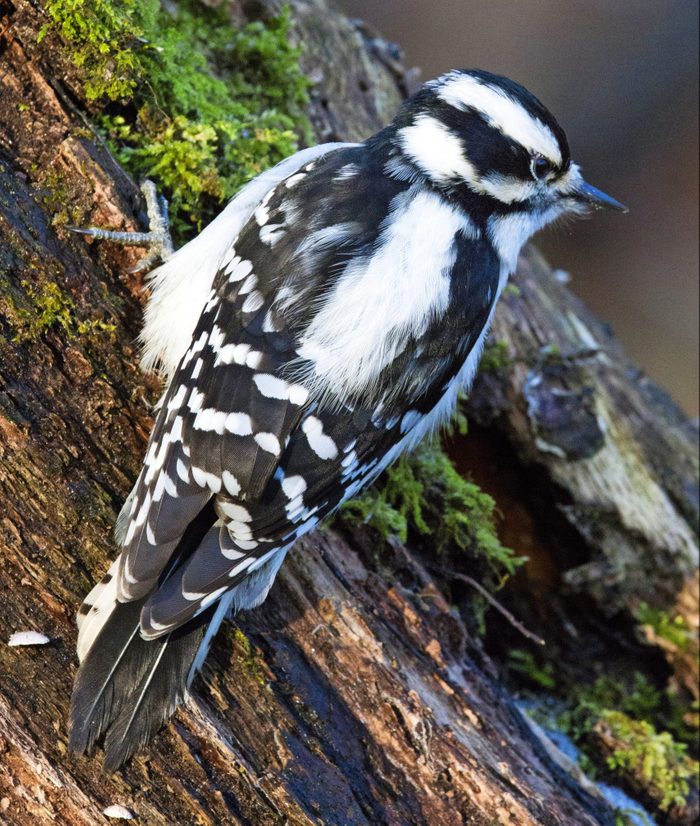A female downy woodpecker pecking at a moss-covered log.