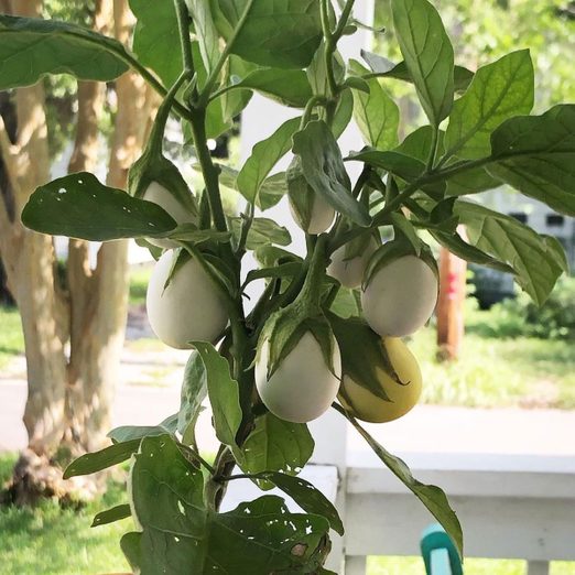 Where to Find an “Easter Egg Plant” That’s Perfect for Spring