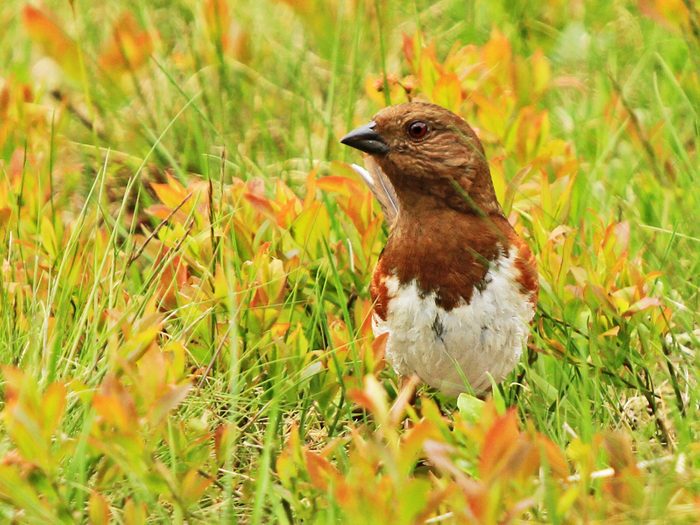 A female eastern towhee forages for food on the ground.