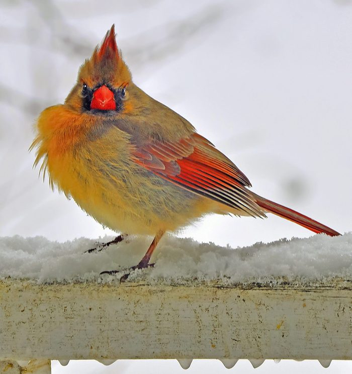 A female northern cardinal stands on a snow-covered railing.
