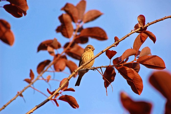 A female house finch perches in a tree with red fall foliage.