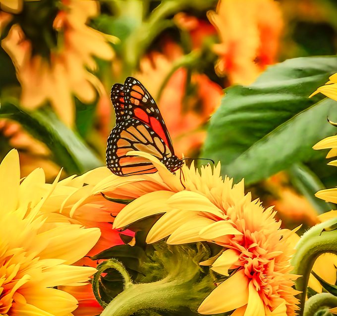 A monarch butterfly collects nectar in a patch of sunflowers.