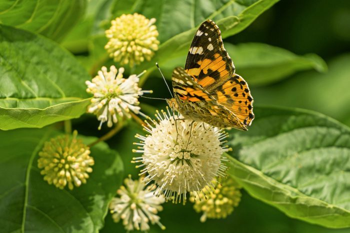 A painted lady butterfly visits the globe-shaped blooms of a buttonbush.