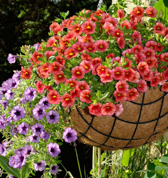 Red and purple flowers are perfectly contained in wire hanging baskets with coco liners.
