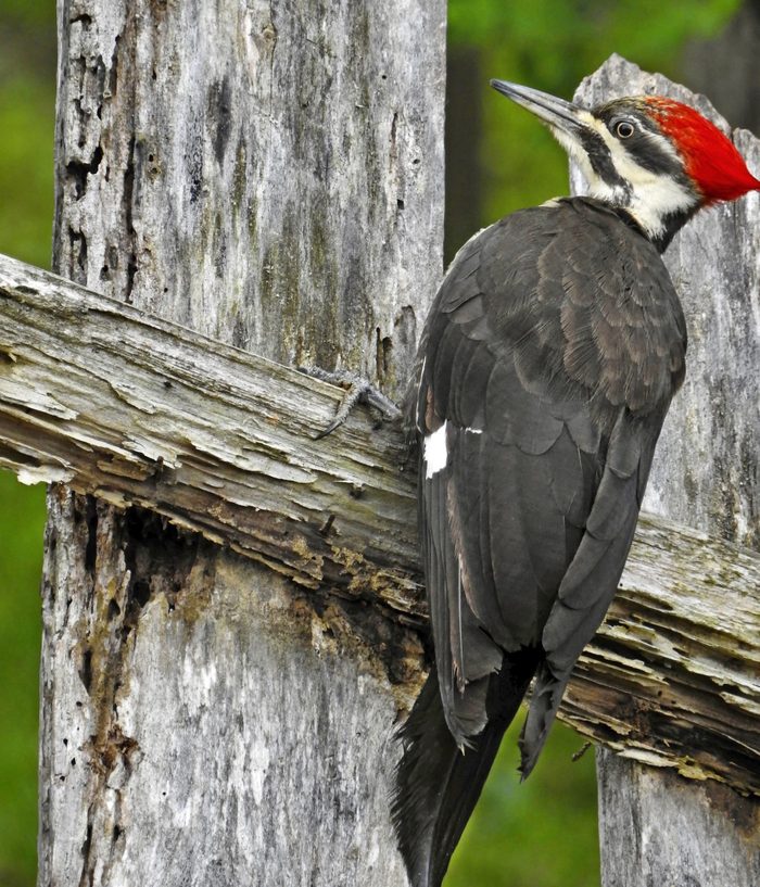 A female pileated woodpecker clings to the side of an old fence post.