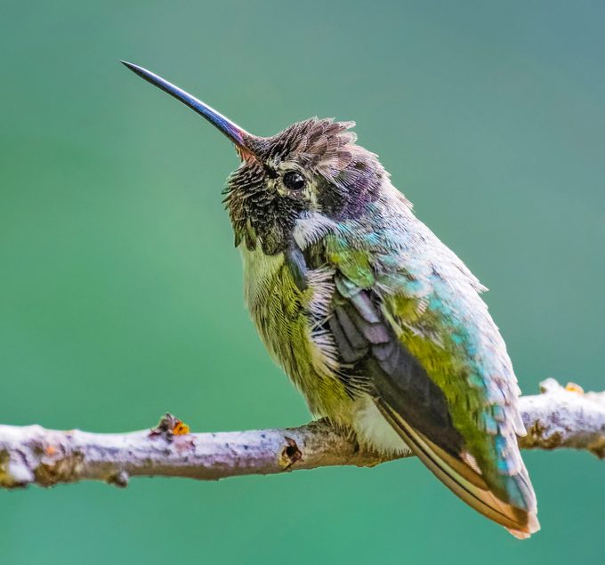 Shutterstock 1188597148, how much does a hummingbird weigh