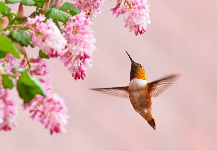 A male rufous hummingbird hovers near the blooms of a red currant plant.
