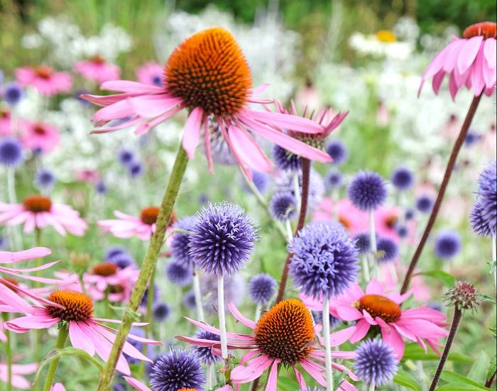 Globe thistle and Pink Parasol echinacea