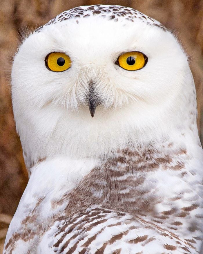 A closeup of a female snowy owl looks back at the camera.