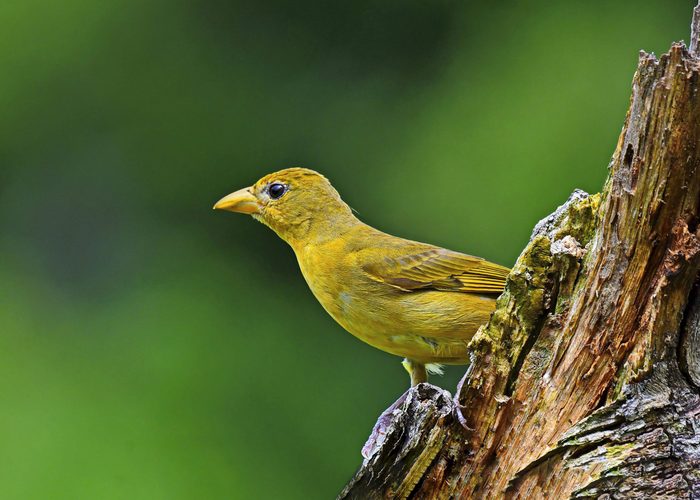 A female summer tanager sits on a decaying log.