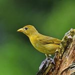 Yellow Tanager: Birding ID Challenge