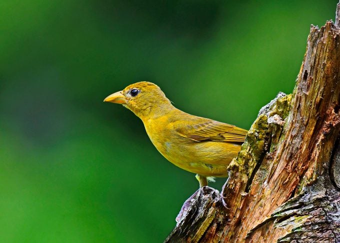 yellow tanager, A female summer tanager sits on a decaying log.