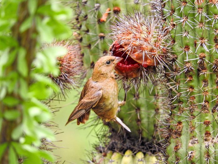 A female varied bunting pecks at a cactus fruit.