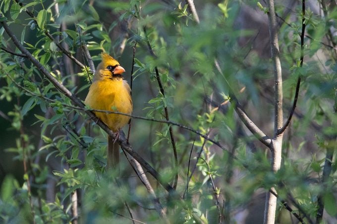Yellow Cardinal 4