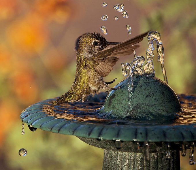 hummingbird bird bath