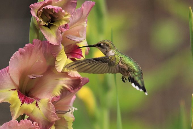 gladiolus and hummingbird