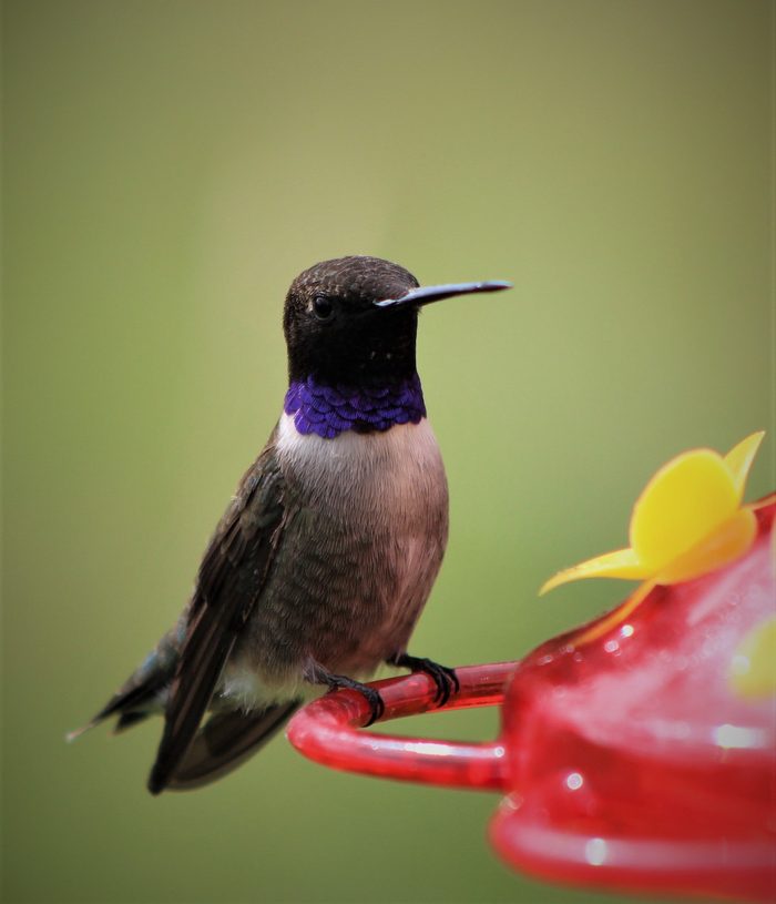 247969440 1 Sandra Colton Bnbhc20, hummingbird colors