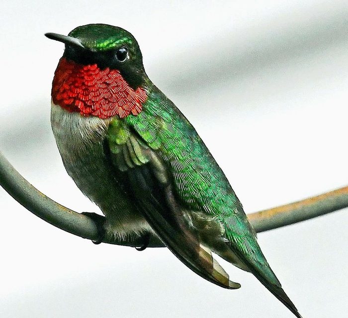 248182085 1 Ronda Legg Bnbhc20, color of hummingbirds