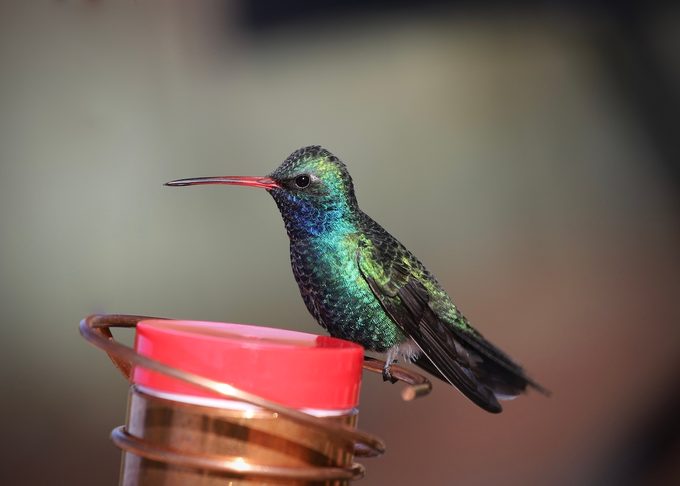feeding hummingbirds