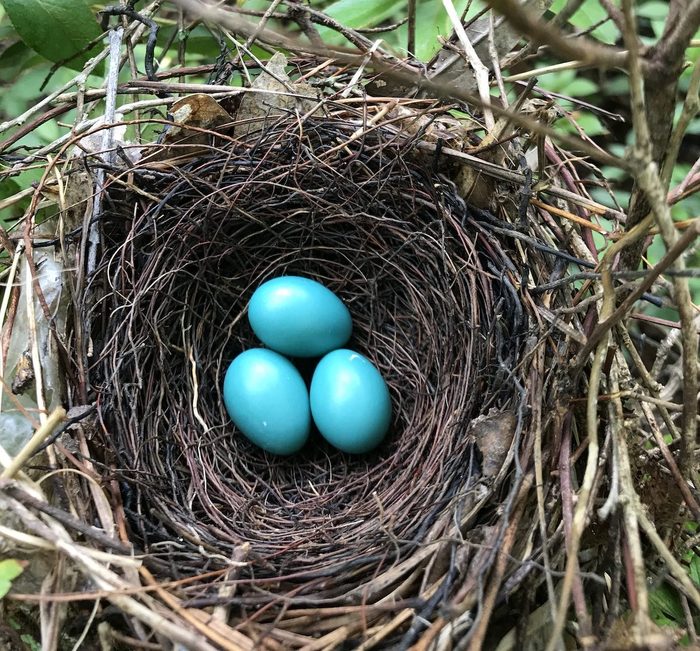 gray catbird nest and eggs