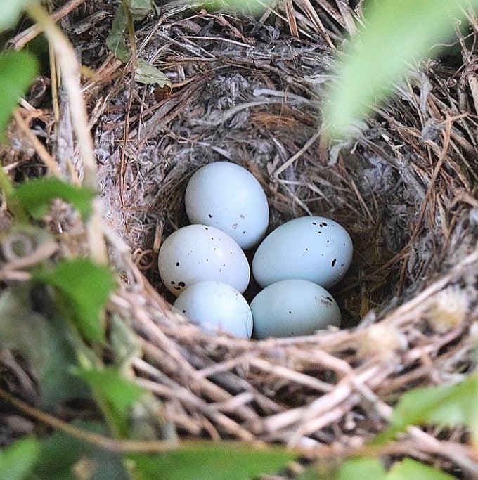 can you move a bird nest