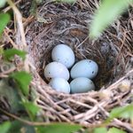 Can You Move a Bird Nest?