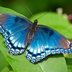 How to Identify a Red Spotted Purple Butterfly