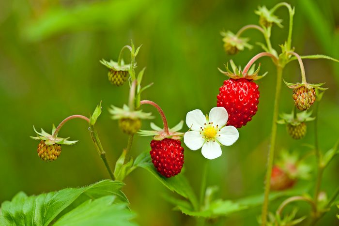 Wild Strawberry, tea garden