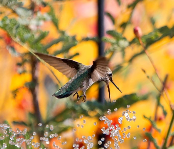 hummingbird bird bath