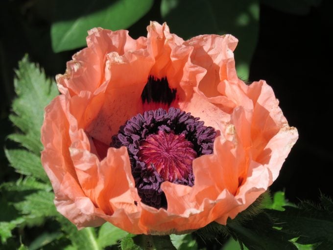 august birth flower, poppy