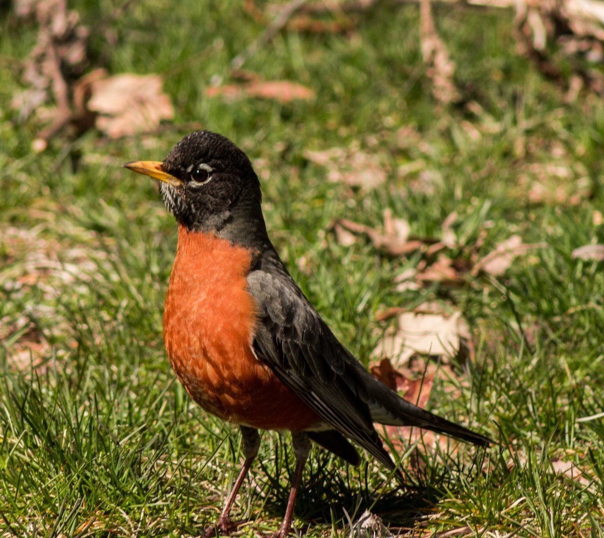 A Tale of Two Robins  The Urban Nature Enthusiast