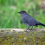 How to Identify and Attract a Gray Catbird