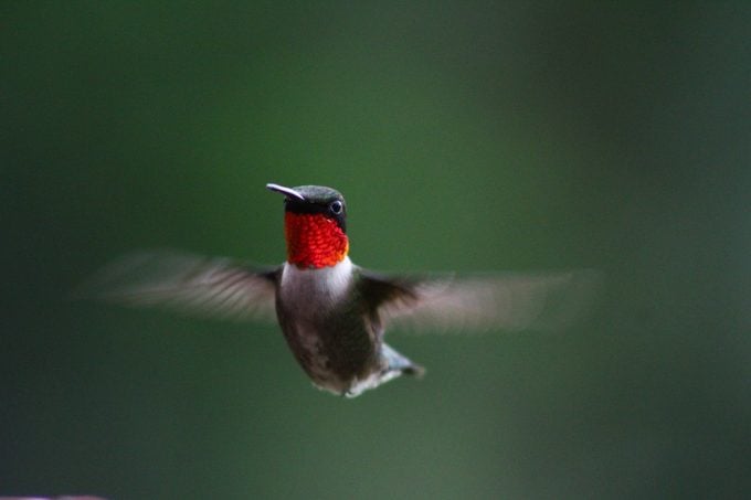 hummingbird colors