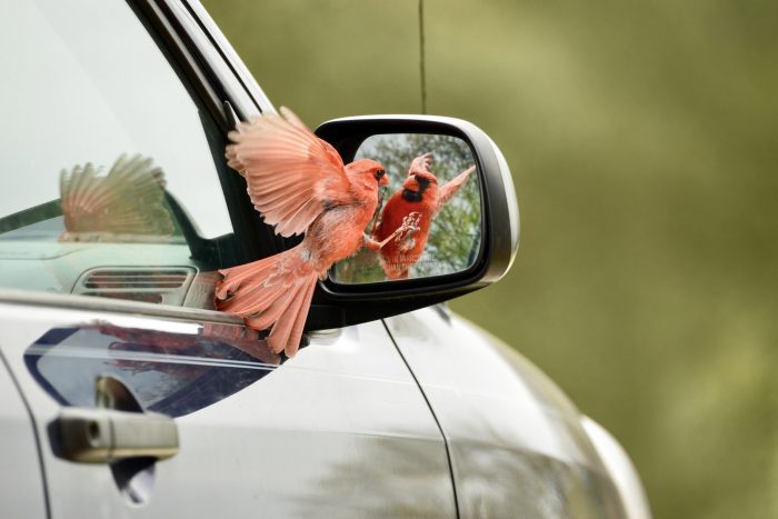 Кардинал-мужчина атакует боковое зеркало автомобиля.