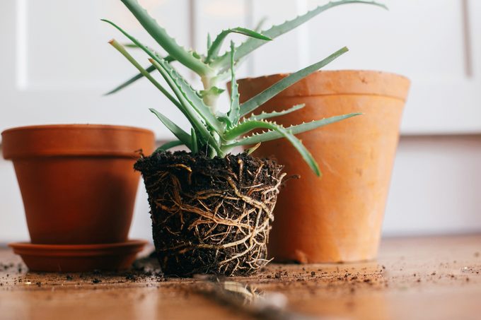 root bound plant, repotting plant. aloe vera with roots in ground repot to bigger clay pot indoors. care of plants. succulent on wooden background. gardening concept