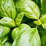 7 Tips to Grow Your Best Basil Ever