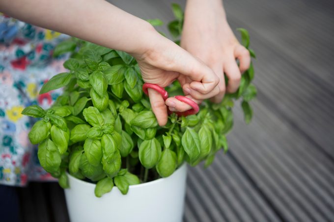 Child harvesting leaves from a basil plant