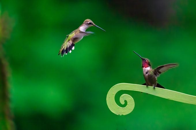 Female and Male Ruby-throated Hummingbirds