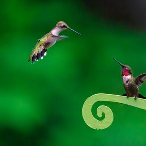 do hummingbirds mate for life, Female and Male Ruby-throated Hummingbirds