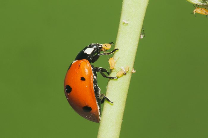 ladybug facts, Seven-spotted Ladybug (Coccinella septempunctata), adult eating Aphids (Aphidoidea), Sinton, Corpus Christi, Coastal Bend, Texas, USA